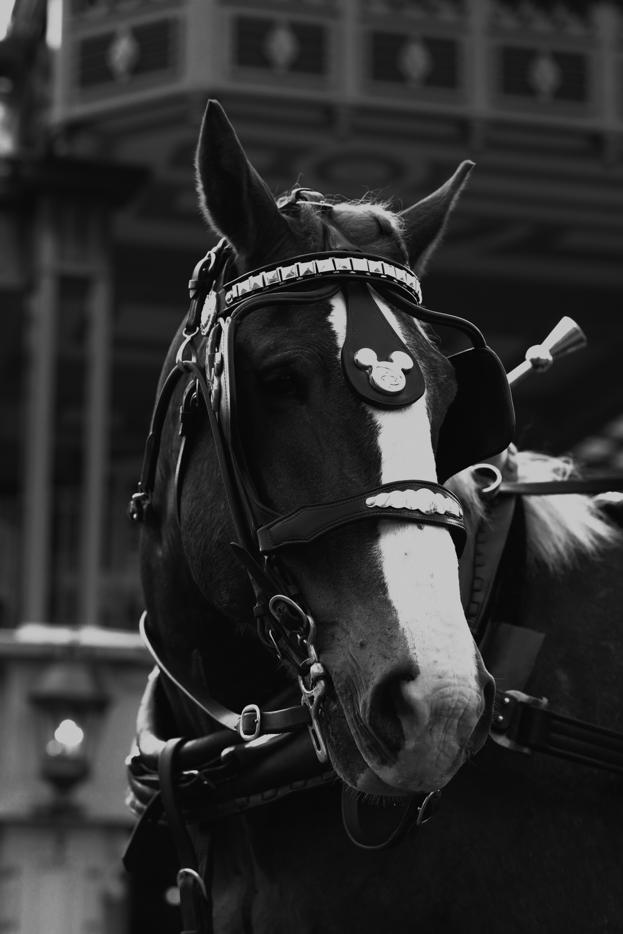 Photo: There’s A Mouse On Your Face